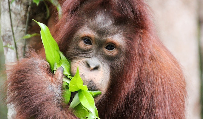 Orangutangspising