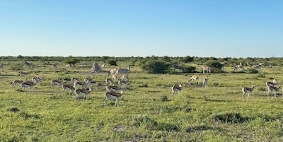 Etosha impala og sebra