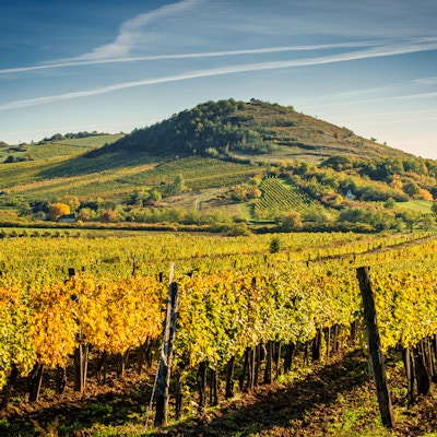 Utsikt over et vingård, Ungarn.