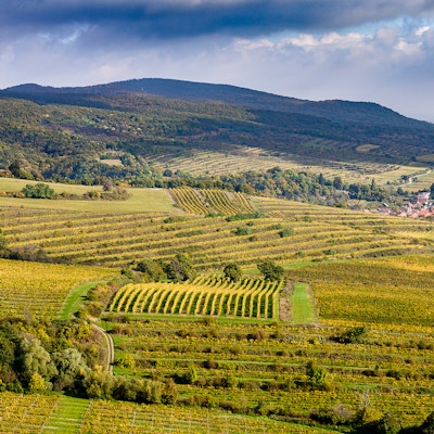 Åpne landskap med store vinranker