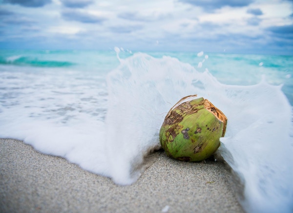 En kokosnøtt ligger på stranden rett der bølgene slår mot land