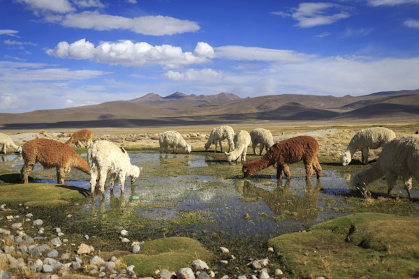 Lamaer slukker tørsten i vakre omgivelser langs veien til Arequipa
