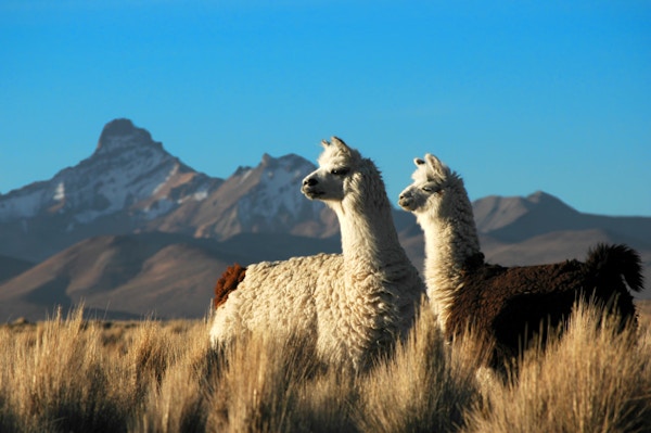 Peruanske lamaer
