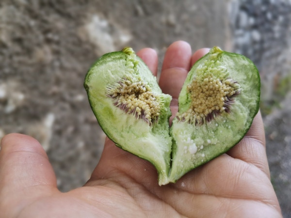 en hånd som holder en type frukt som er ødelagt i en hjerteform