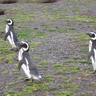 Patagonia pingvin 3
