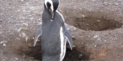 Patagonia pingvin2
